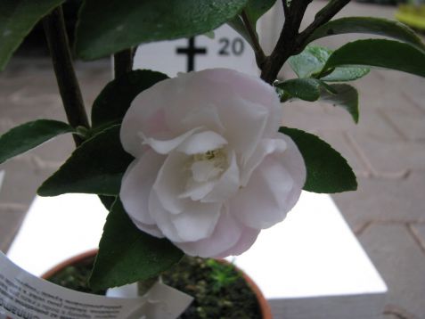 Camellia x lutchuensis "cindy cinnamon"