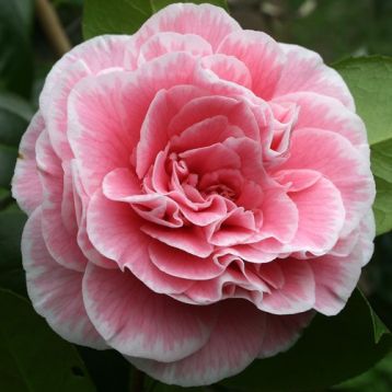 Camellia "tomorrow"s dawn"