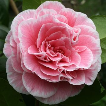 Camellia "tomorrow´s dawn" - kamélie