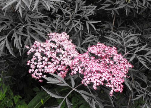 Sambucus nigra "black lace" - bez černý