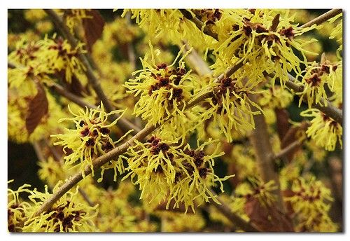 Hamamelis intermedia "pallida"