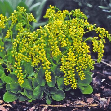 Chiastophyllum oppositifolium