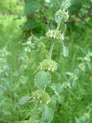 Marrubium vulgare - jablečník