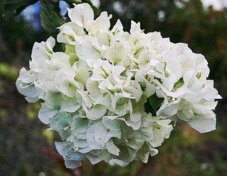 Bougainvillea "vera white"