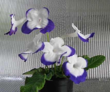 Streptocarpus "rulka"