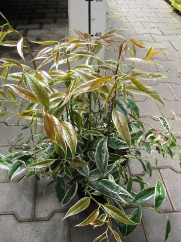 Leucothoe fontanesiana "whitewater"