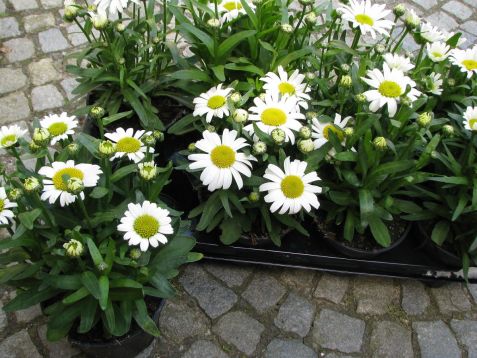 Leucanthemum "dwarf snow lady" - zahradní kopretina, nízká