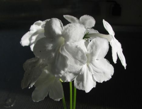 Streptocarpus "bianca"