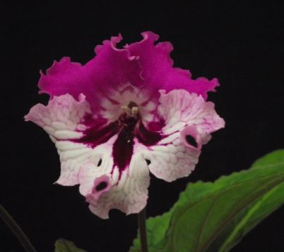 Streptocarpus "jana"