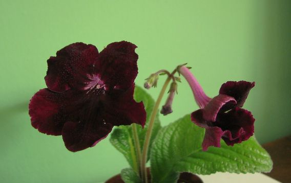 Streptocarpus "isabella"