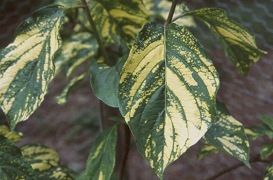Cornus nuttallii "gold spot"