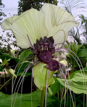 Tacca integrifolia, nivea - taka