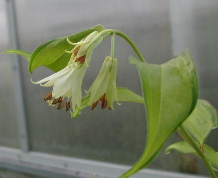 Disporum cantoniense "golden temple"