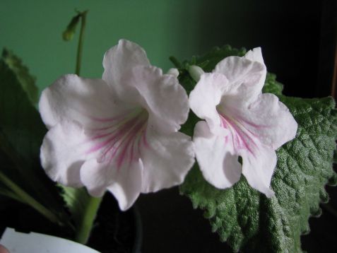 Streptocarpus "annabel"