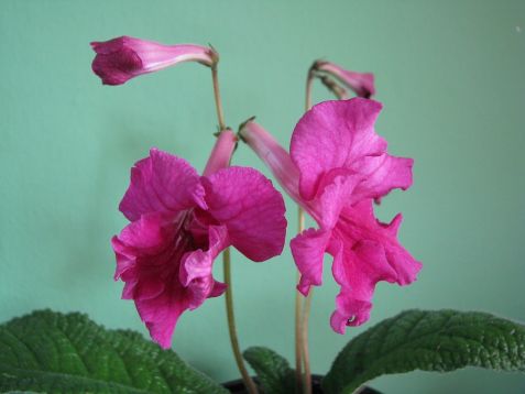 Streptocarpus "stefania"
