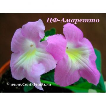 Streptocarpus "amaretto
