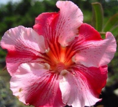 Adenium obesum "lucky in love" - pouštní růže