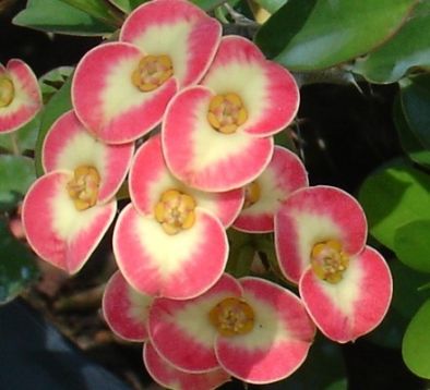 Euphorbia millie "money money"