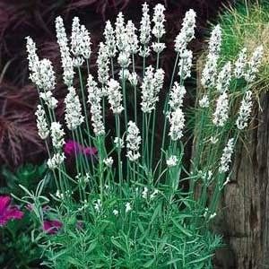 Lavandula angustifolia "edelweiss" - levandule bílá