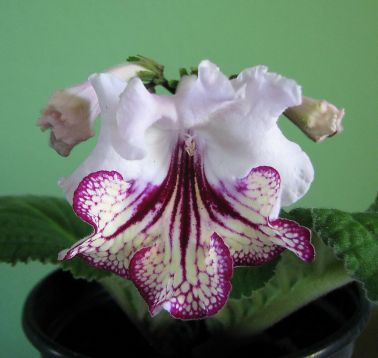 Streptocarpus "gina"