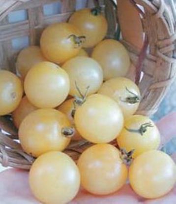 Rajče tyčkové cherry "belosnezhka"