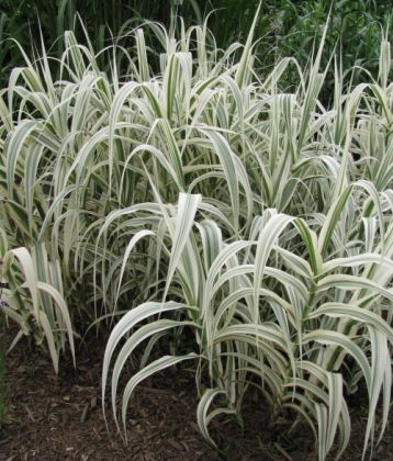 Arundo donax variegata