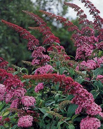 Buddleja "pink delight" - motýlokvět, komule