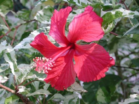 Hibiscus "snow queen"