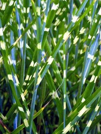 Miscanthus "zebrinus"