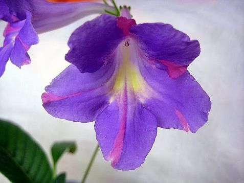 streptocarpus "raduzhnaya bezdna"