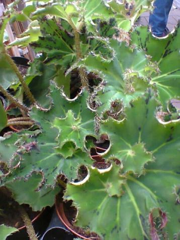 begonia shamus