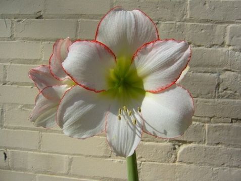 hippeastrum "picotee"