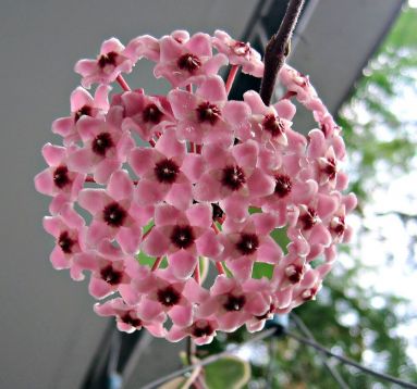 hoya carnosa"krimson queen" - voskovka