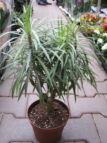 senecio kleinia stapeliformis