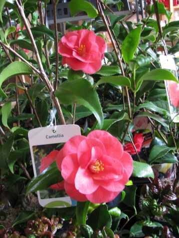 camellia "mary williams"