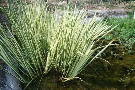 acorus calamus variegatus - puškvorec