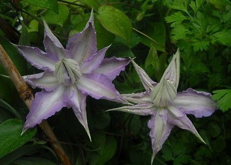 clematis "thyrislund"