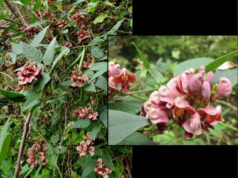 apios americana, groundnut, potato bean