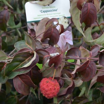 cornus kousa "cappuccino"