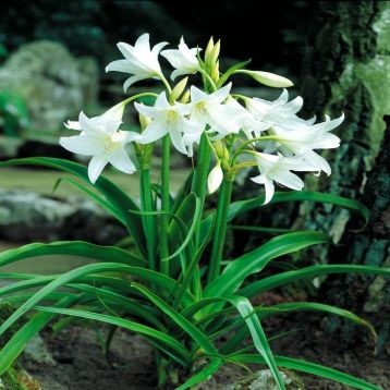 crinum powellii " alba"