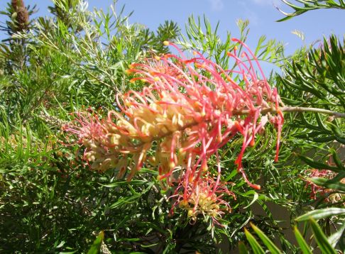 grevillea robusta " robyn gordon "