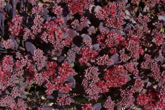 sedum telephium " vera jameson"