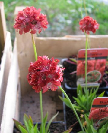 armeria pseudarmeria "ballerina" trávničky.