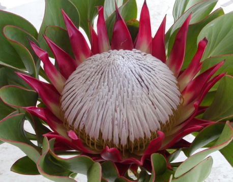 protea cynaroides " red rex"