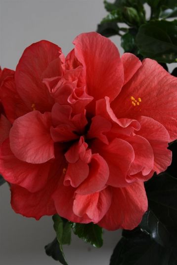 Hibiscus sin. "sunshiners®" - ibišek pokojový, 4denní, červený