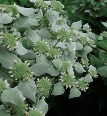 pycnanthemum muticum - horská máta