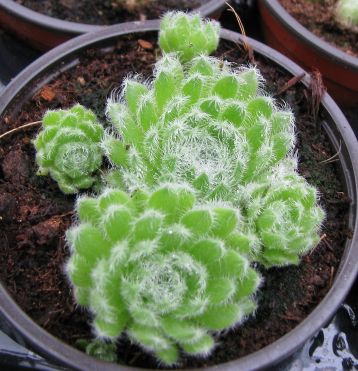 sempervivum ciliosum " borisii"