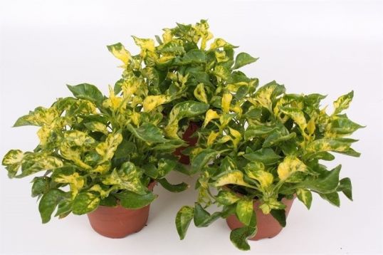 alternanthera yellow