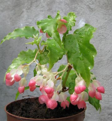 begonia " tiny gem"