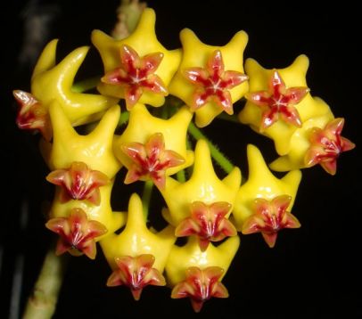 hoya densifolia
